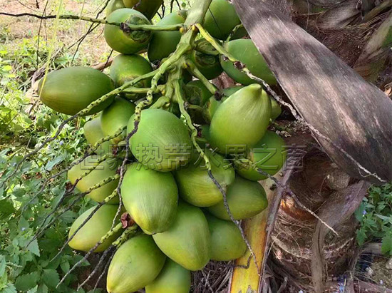 泰國香水椰